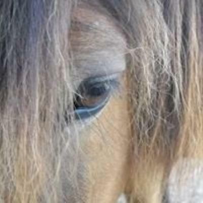 Hotel Ferme Equestre Les Chevaliers Penol Zewnętrze zdjęcie